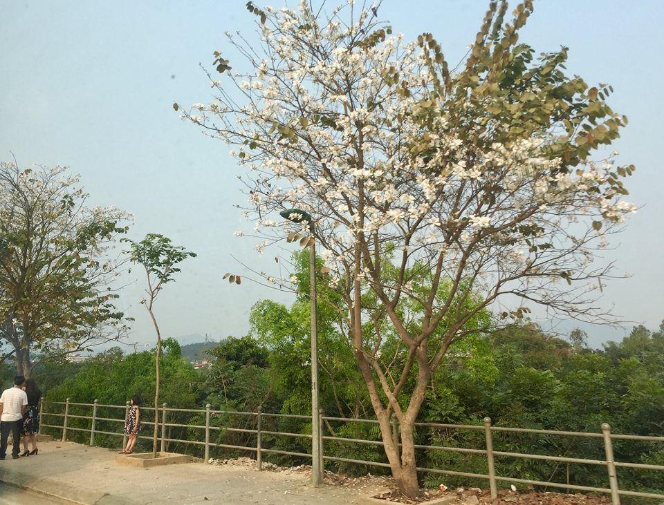 Hoa ban trắng đua nhau nở rộ bên những con đường ở Điện Biên